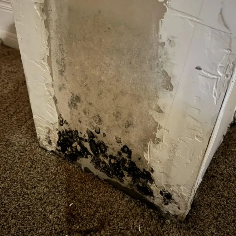 Professional Mold Removal in Knoxville, GA
